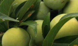 水果短视频,短视频带你领略水果魅力之旅